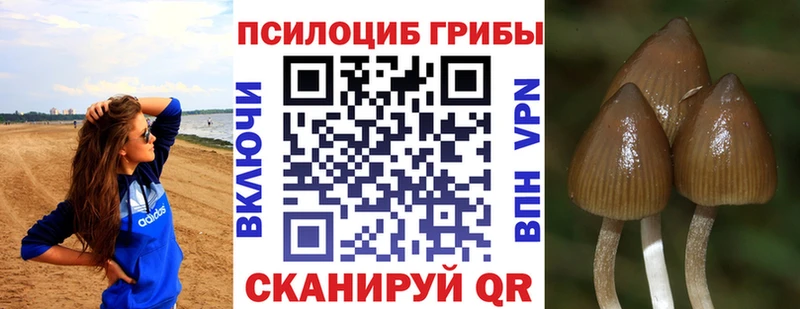 Галлюциногенные грибы Psilocybine cubensis  Грозный 